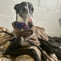 Adopta a Francis