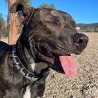 Adopta a Zeus