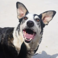 Adopta a Kumru