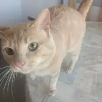 Adopta a Gatito Macho Muy Bueno