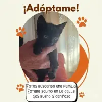 Adopta a Coco
