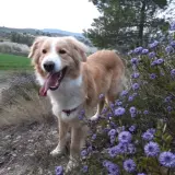Adopta a Otto
