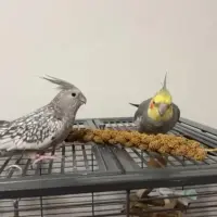 Adopta a Lima Y Kiwi