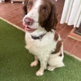 Adopta a Lennon