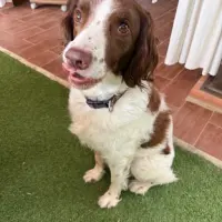 Adopta a Lennon