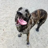 Adopta a Mantecao