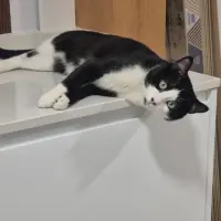 Adopta a Oreo