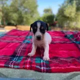 Adopta a Francesca