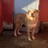 Adopta a Kaiser