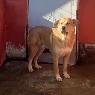 Kaiser