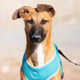 Adopta a Lucas