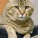 Adopta a Sinrra
