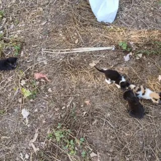 Gatitos