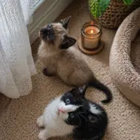 Adopta a Coco&Lia