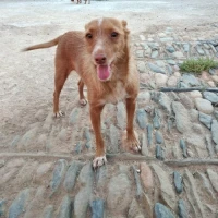 Adopta a Risi