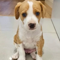 Adopta a Phil
