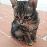 Adopta a Linda
