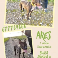 Adopta a Ares