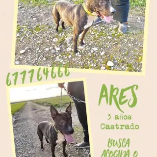 Ares