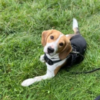 Adopta a Milo