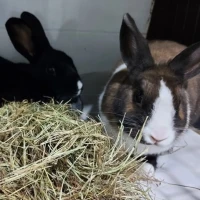 Adopta a Rutty y Rabito