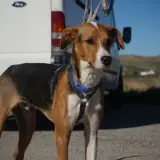 Adopta a Ballo