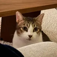 Adopta a Sakura
