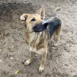 Adopta a Dora