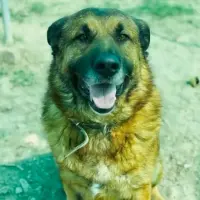 Adopta a Oso