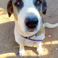 Adopta a Laia
