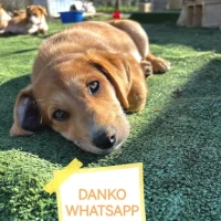 Adopta a Danko