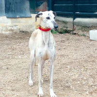 Adopta a Ponce