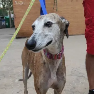 Ninfa