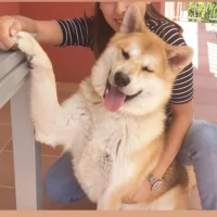 Adopta a Inu