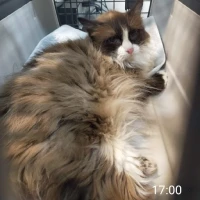 Adopta a Hitomi