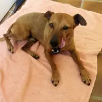 Adopta a Tim, Perrito Mini, Tlf 645978718