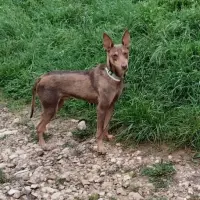 Adopta a Valentín