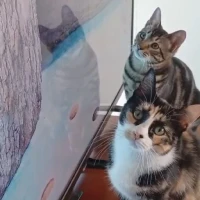 Adopta a Epi Y Misifú