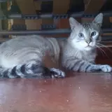 Adopta a Coco