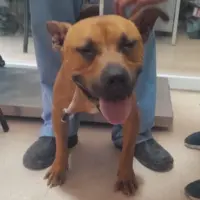 Adopta a Scrappy-Doo