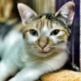 Adopta a Soraya