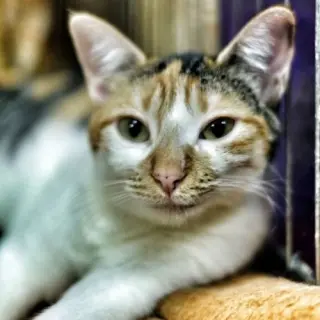 Soraya