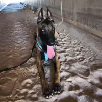 Adopta a Candy