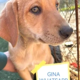 Adopta a Gina