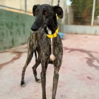Adopta a Inara