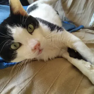 Matias