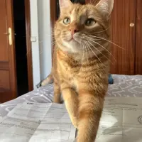 Adopta a Títi