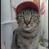 Adopta a Frodo