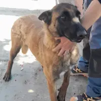 Adopta a Leticia