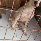 Adopta a Bella